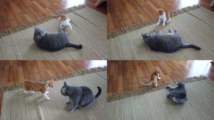 在家里斗猫小猫打斗
