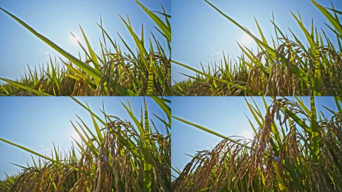 湖南长沙隆平稻作园水稻升格实拍空境
