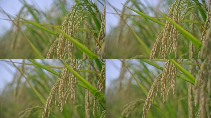 湖南长沙隆平稻作园水稻升格实拍空境