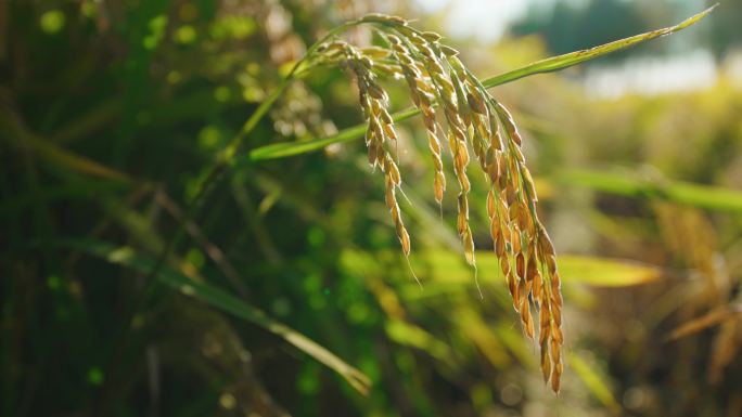 4k金黄色成熟的稻穗水稻稻田
