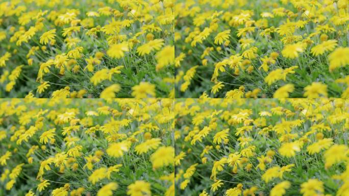 4K风中摇摆的黄色雏菊