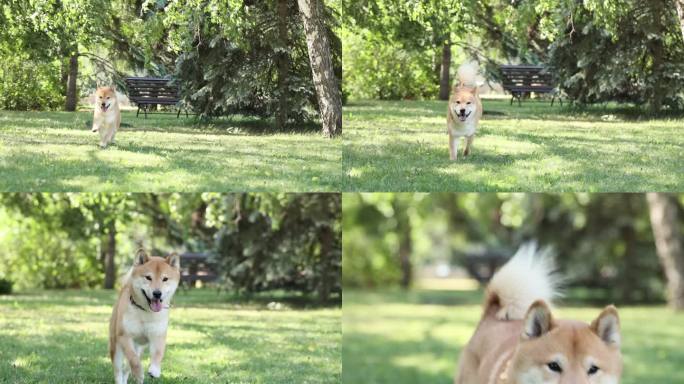 可爱快乐的狗石霸犬在绿草中奔跑，看着相机，在夏天玩耍，玩得很开心