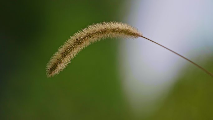 路边野花草丛树林