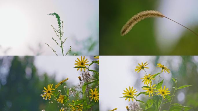 路边野花草丛树林