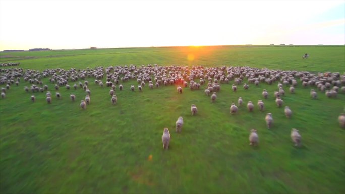 乌拉圭牧场 羊群奔跑 阳光河道 航拍