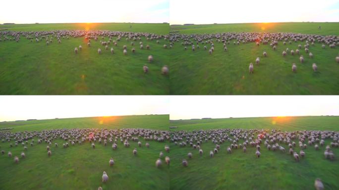 乌拉圭牧场 羊群奔跑 阳光河道 航拍
