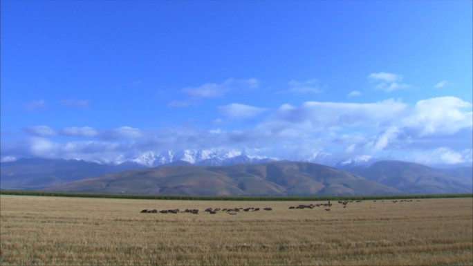 新疆伊犁牧场 白云 大山 牛群放牧 远景