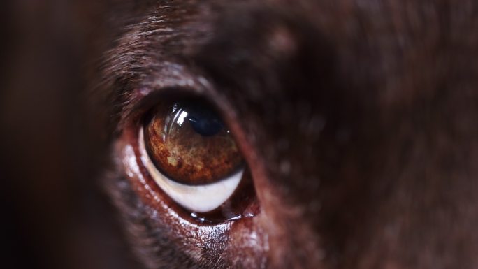 4K闭上眼睛高级犬巧克力色拉布拉多寻回犬等待主人在家玩耍。城市场景。好玩的宠物概念-老年狗-生活中的
