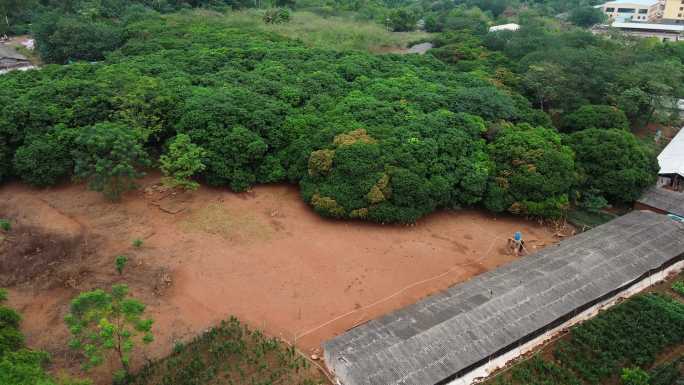 散养鸡土鸡养殖基地1