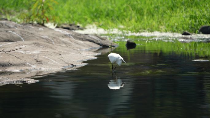 白鹭 觅食 生态环境 捕鱼 溪流