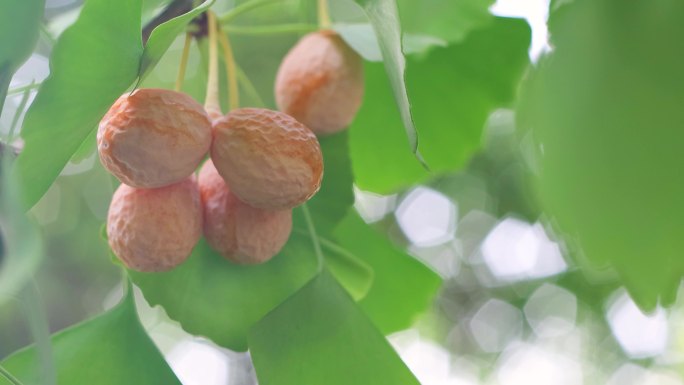 秋天的银杏果挂满枝头