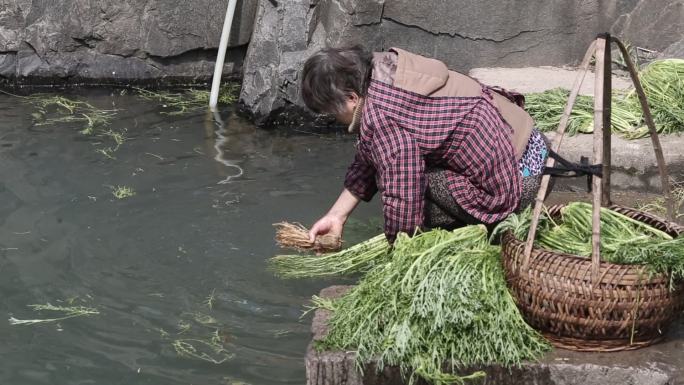 江南浙江绍兴诸暨农村妈妈干菜咸菜清洗制作