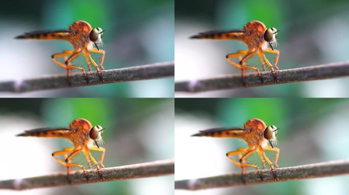 一个飞贼栖息在树枝上，微距摄影，