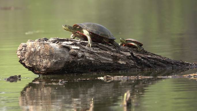 科罗拉多州利特尔顿查特菲尔德水库州立公园被洪水淹没的森林彩绘海龟