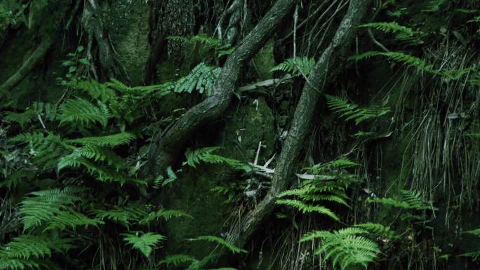 茂盛雨林摄影4K视频