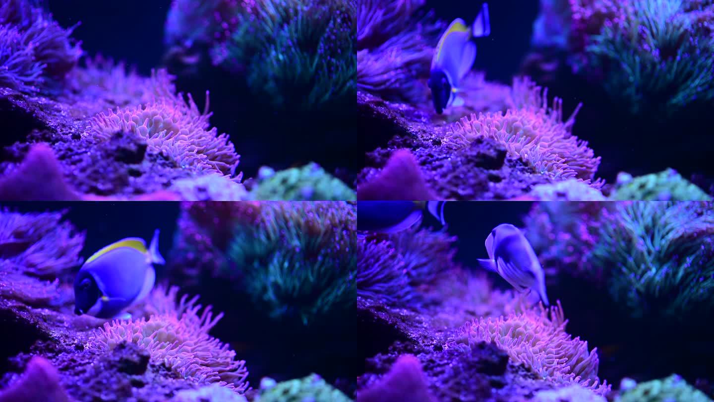 深海珊瑚海底世界动物生态系统彩色热带鱼珊瑚礁生活