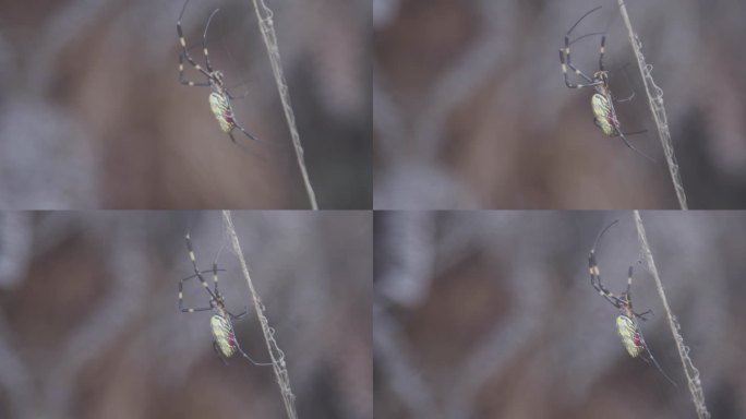 日本Joro蜘蛛4K特写视频