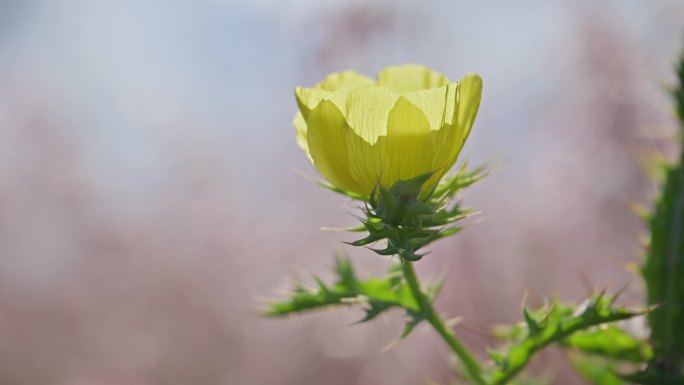 美丽的黄花月见草特写镜头