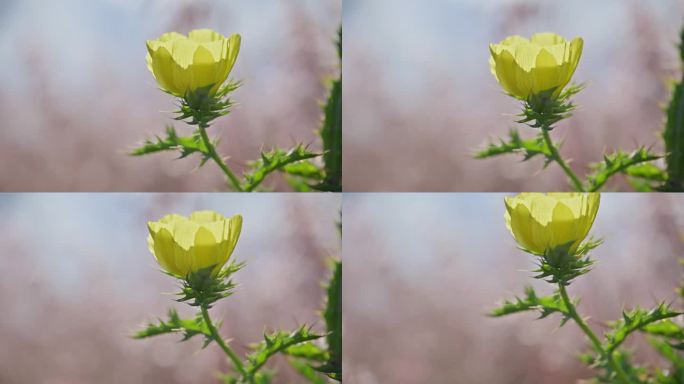 美丽的黄花月见草特写镜头