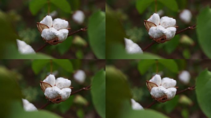 长绒棉棉花桃