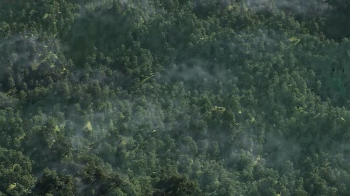 树林原始森林树木自然保护-景区大草原