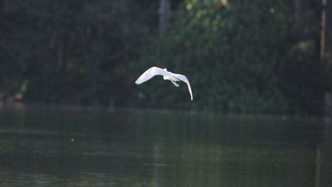 深圳湾的白鹭