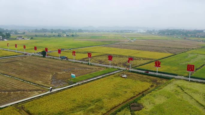 四川广汉连山国家现代农业产业园稻谷丰收了