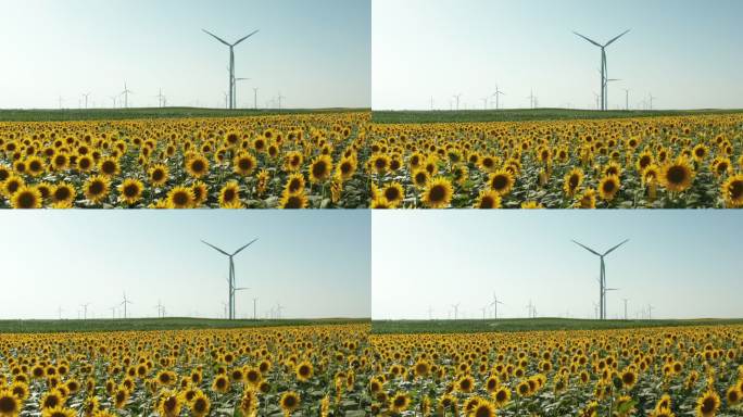 风电机组农用向日葵