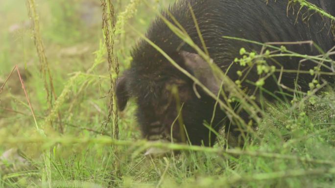 黑猪 野猪  吃草 草地 4k