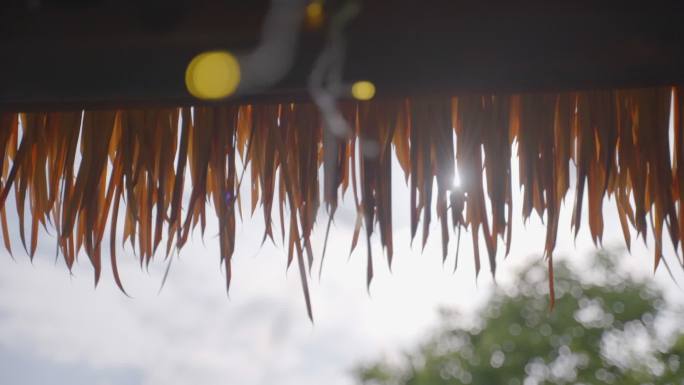 夏天  慢动作  花儿