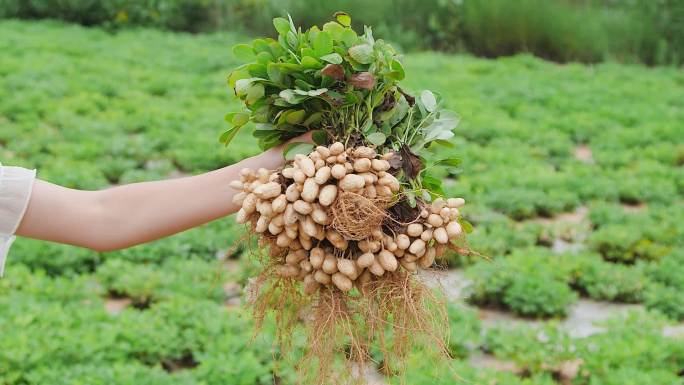 花生种植