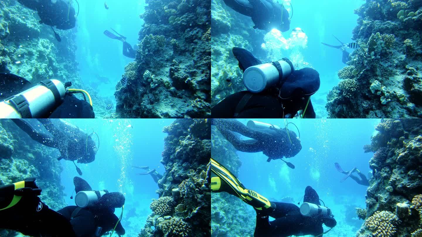 水下生命。珊瑚礁附近潜水