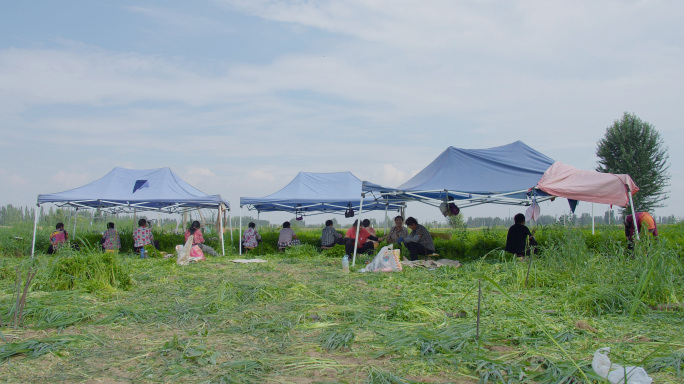 农民收割清洗芹菜西芹丰收