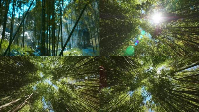 山间竹林