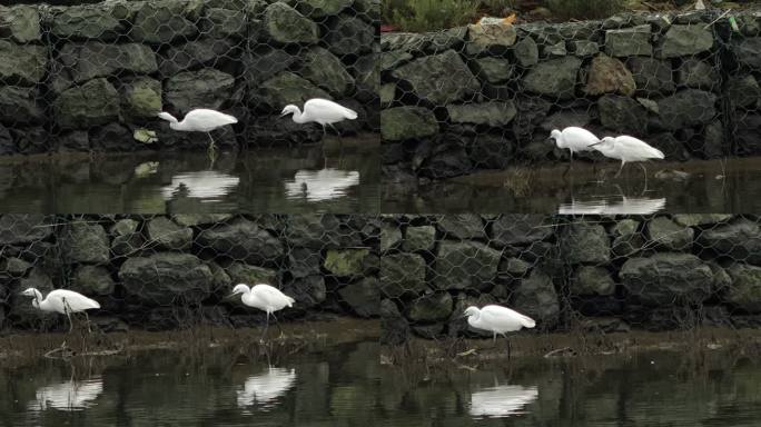在水中觅食的白鹭湿地自然生态河水海水