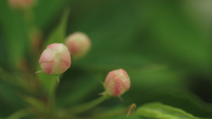 大兴安岭山荆子花蕾