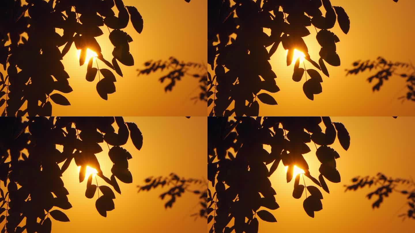 夕阳下唯美树叶随风摇曳剪影空镜