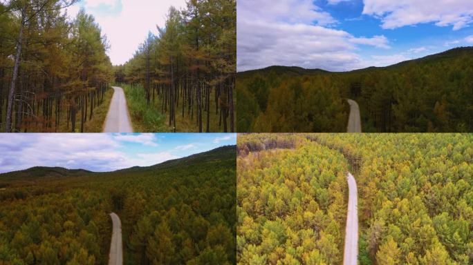 秋天穿行于森林间的道路