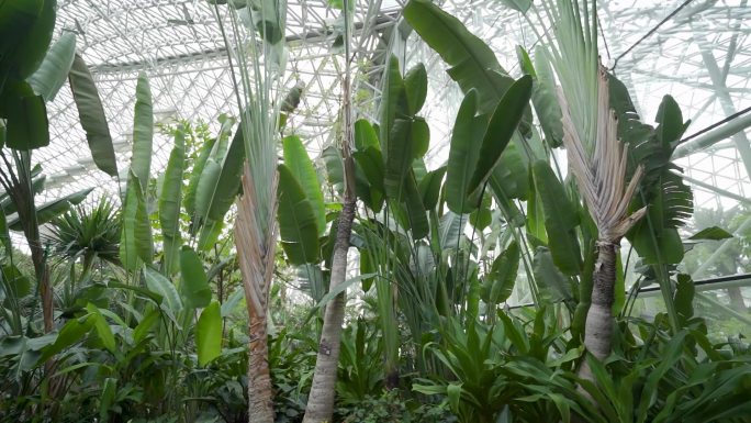 实拍-热带植物馆