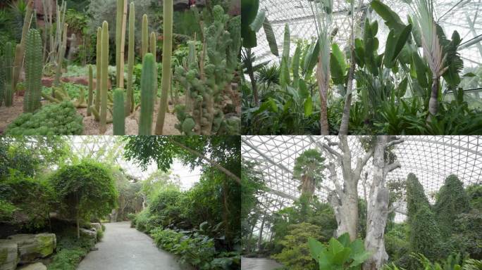实拍-热带植物馆