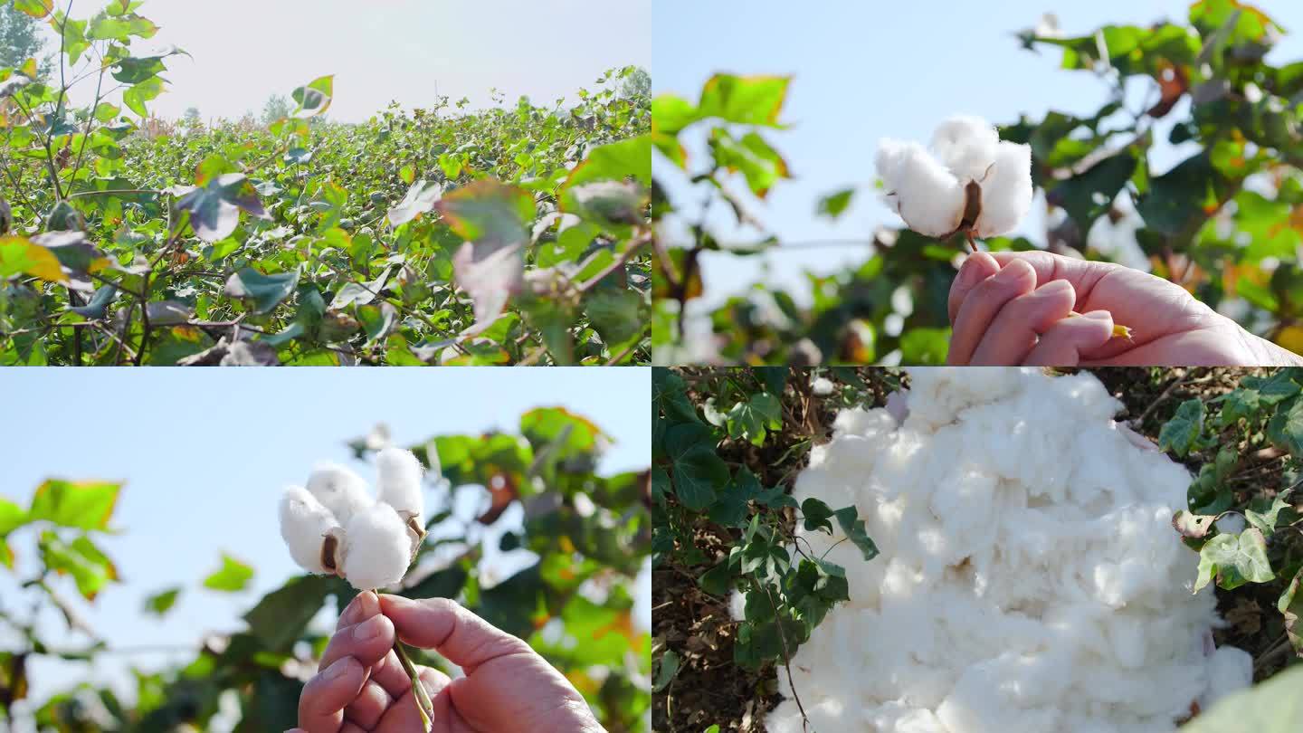 棉花产地