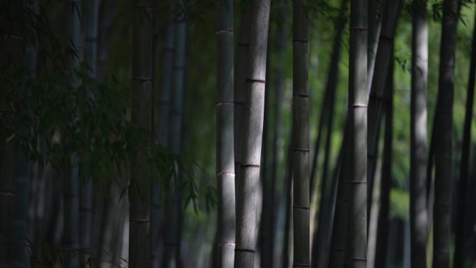 毛竹山竹林竹海毛竹竹叶阳光光影唯美水墨