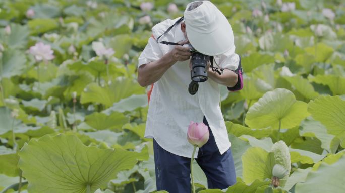 荷池荷花