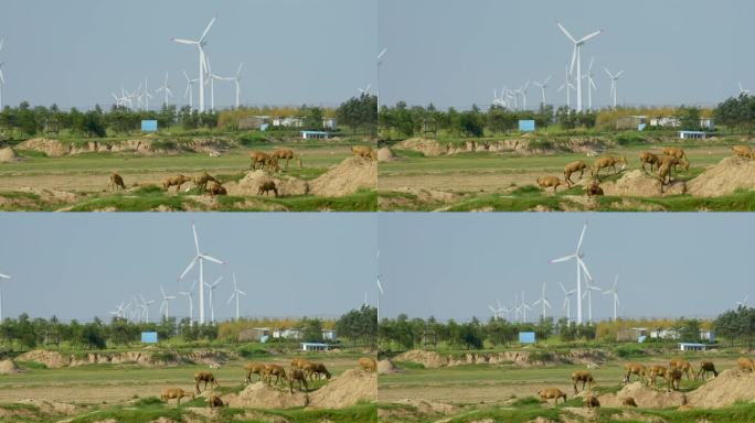 盐城野鹿荡鹿群和风力发电机