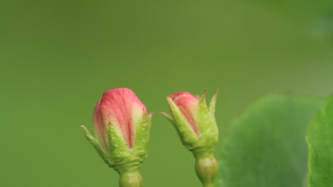 大兴安岭山荆子花蕾