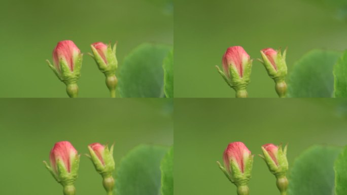 大兴安岭山荆子花蕾