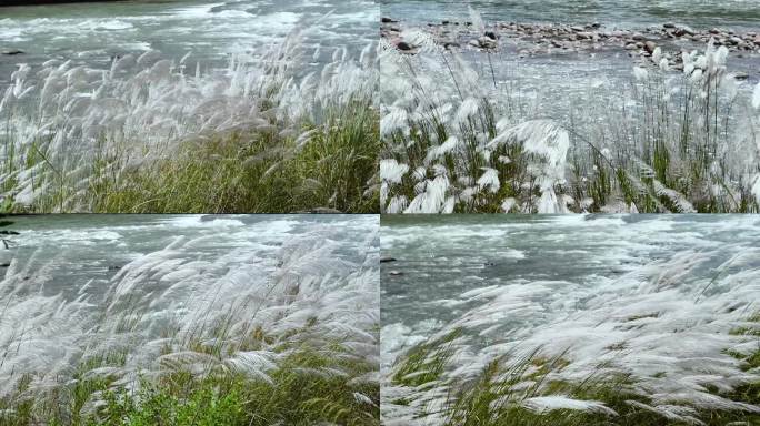 秋天阳光河水河流茅芦苇花石头草地湿地