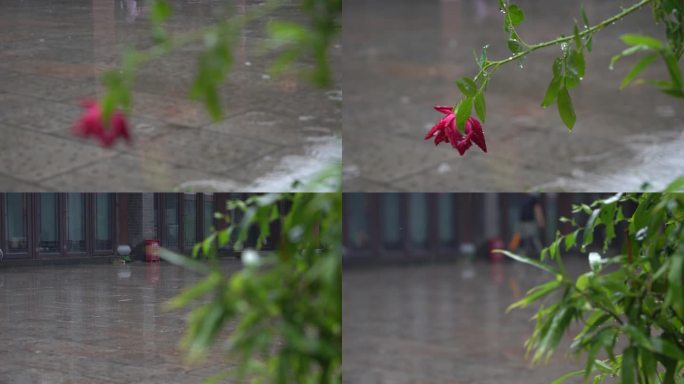 古运河公园下雨雨中花朵绿叶古建筑