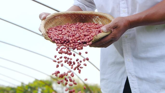 花生地素材