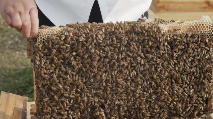 蜜蜂蜂箱取蜜